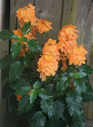 10月24日の誕生花　クロサンドラ