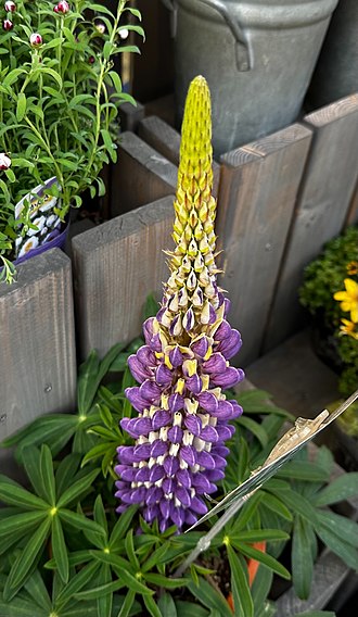 11月2日の誕生花　ルピナス