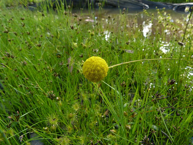 11月6日の誕生花　クラスペディア