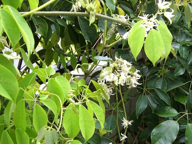 11月7日の誕生花　ムベ