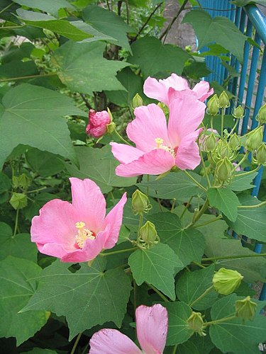 11月10日の誕生花　フヨウ