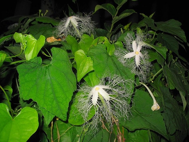 11月11日の誕生花　カラスウリ