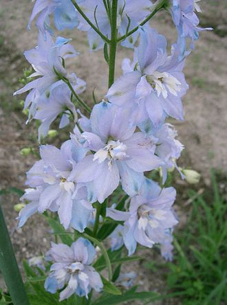 11月14日の誕生花　デルフィニウム