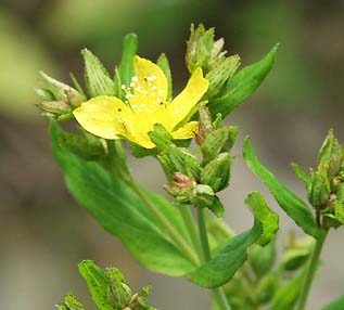 11月19日の誕生花　オトギリソウ