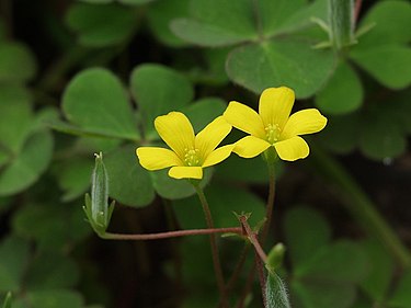 11月21日の誕生花　オキザリス