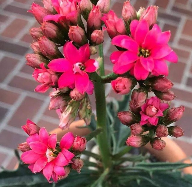 12月7日の誕生花　カランコエ