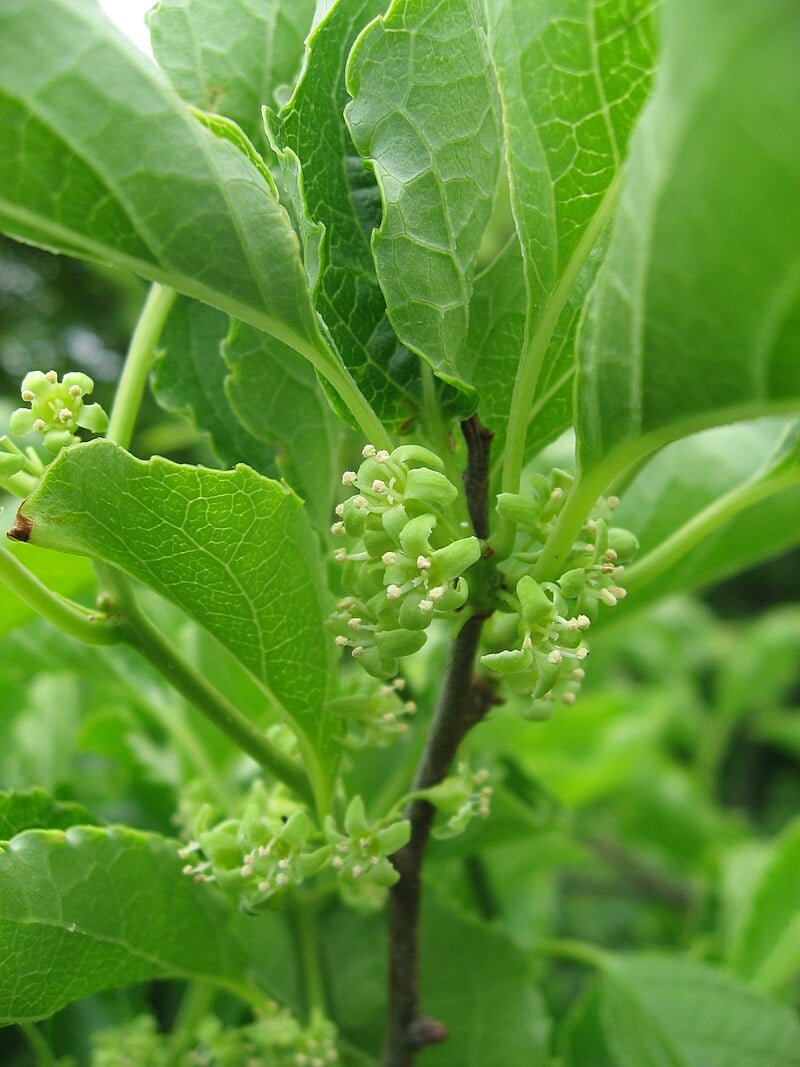 12月14日の誕生花　ツルウメモドキ