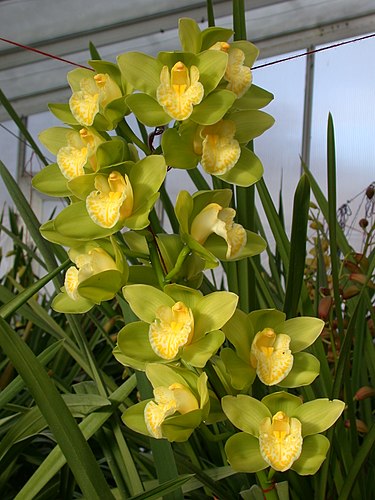 12月18日の誕生花　シンビジウム