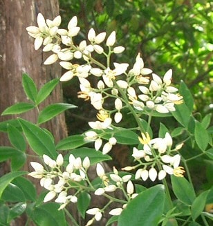 12月29日の誕生花　ナンテン