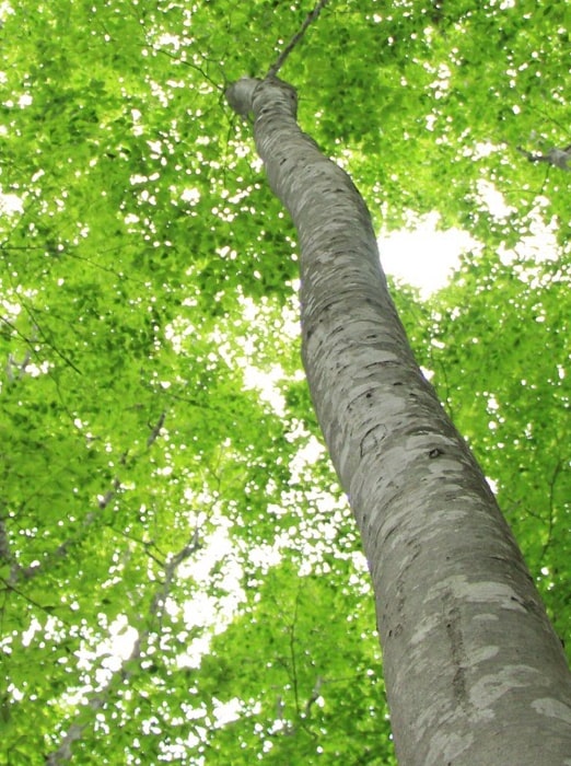 国産ブナ材の日