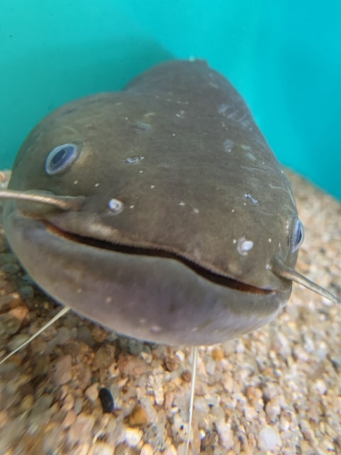 カワスイ「ナマズ」の日