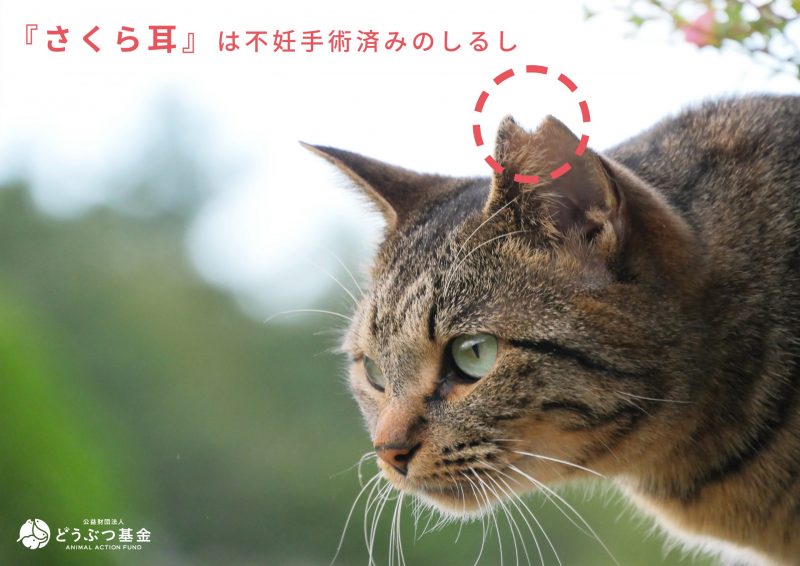 さくらねこの日