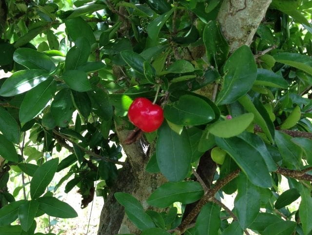 アセローラの日