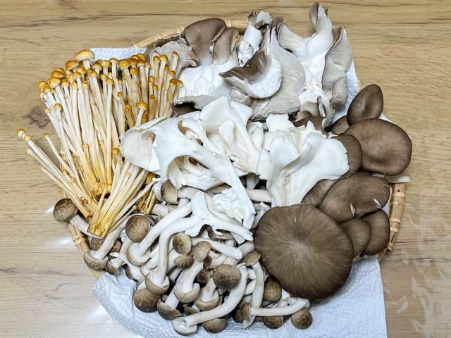 マイコファジストの日