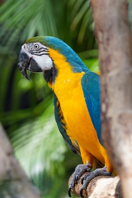 オウムとインコの日