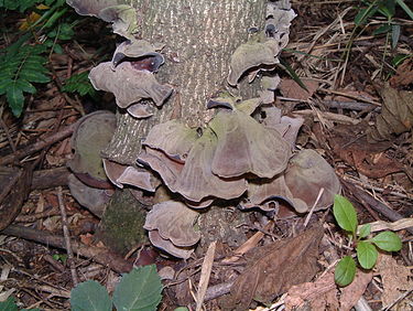 日本きくらげの日