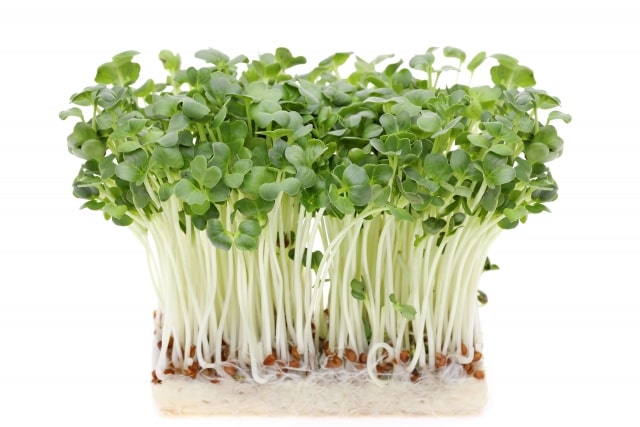 かいわれ大根の日