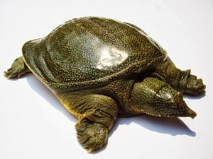 美味しいすっぽんの日