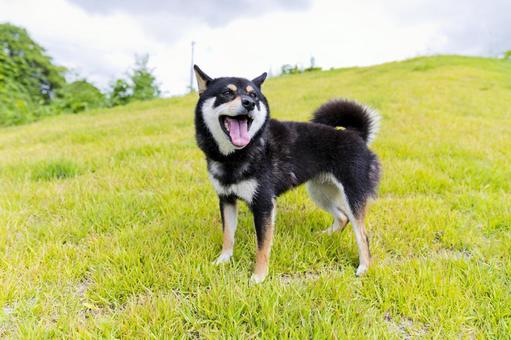 人と犬・愛犬笑顔の日