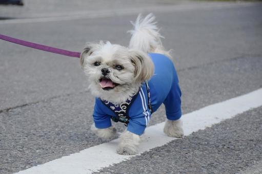 ワンワン服の日