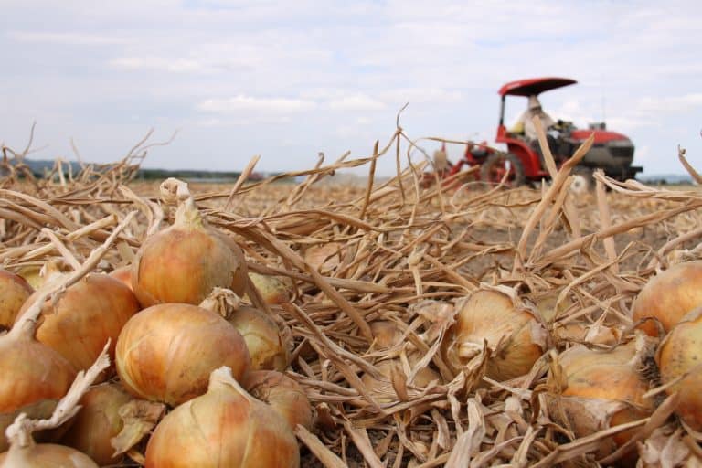北海道たまねぎの日