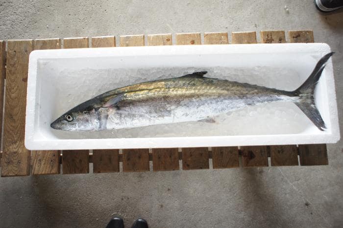 泉州阪南さわらの日