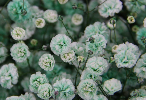 昭和かすみ草の日