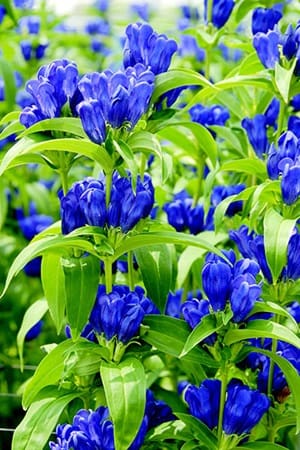 世界に一つだけの晴れの国リンドウ記念日