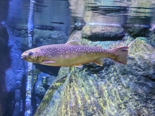 いい岩魚（イワナ）の日