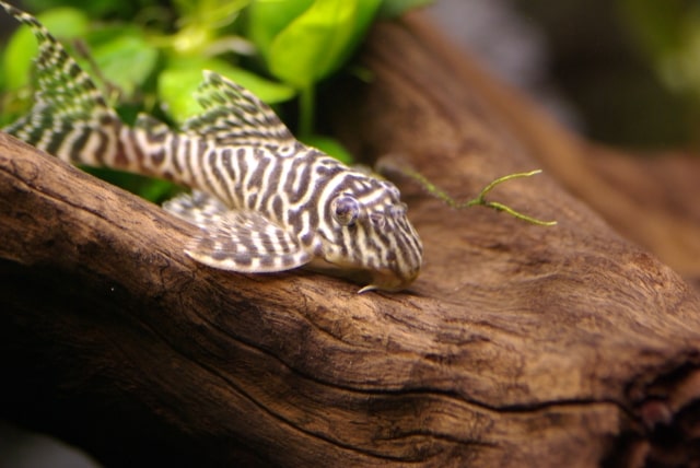 「プレコ」を愛でる日